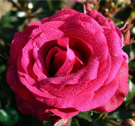 As Good as it Gets rose