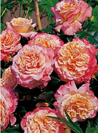 Augusta Luise rose