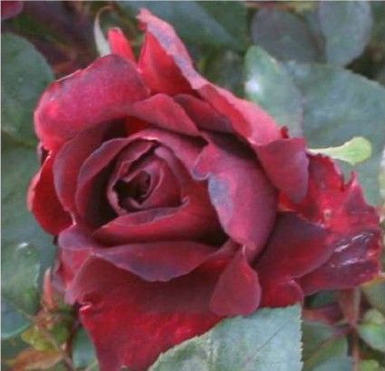 Barkarole rose, rød storblomstret rose med stor fyldt blomst