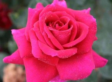 Big Purple rose, lilla storblomstret rose med stor fyldt blomst