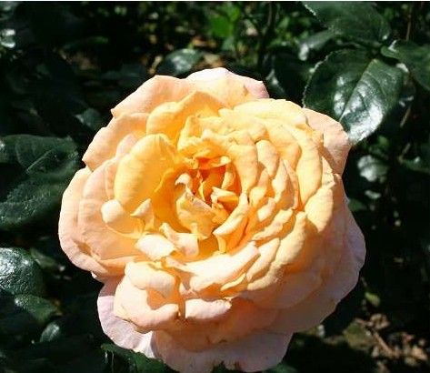 Bitten Clausen rose, abrikosfarvet storblomstret rose med stor fyldt blomst