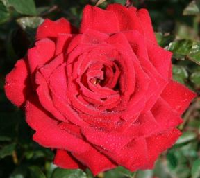 Burgund 81 rose, rød storblomstret rose med stor fyldt blomst