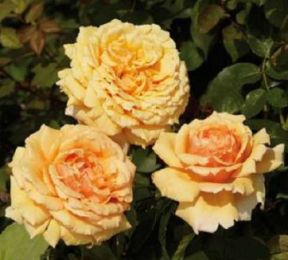 Carl Nielsen rose, orange storblomstret rose med stor fyldt blomst