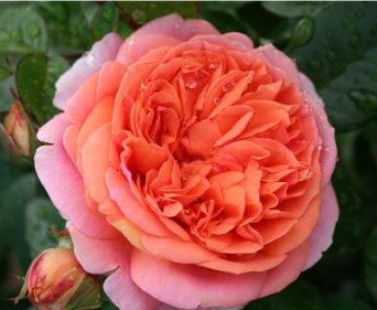Chippendale rose