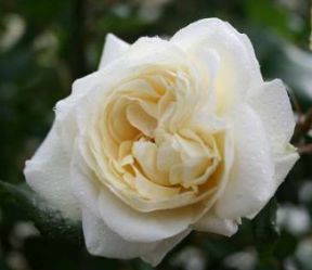 Claus Dalby rose, hvid storblomstret rose med stor fyldt blomst