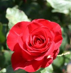 Courage rose, rød storblomstret rose med stor fyldt blomst