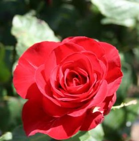 Courage rose