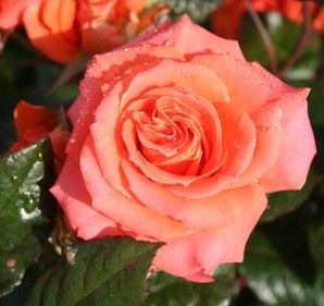 Dr. Ingrid rose, bronze storblomstret rose med stor fyldt blomst