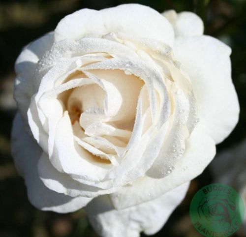 Elvis rose, hvid storblomstret rose med stor fyldt blomst