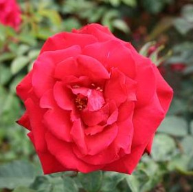 Erotika rose