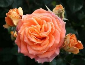 Flora Danica rose, bronze storblomstret rose med stor fyldt blomst