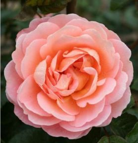 From far away rose, abrikosfarvet og lyserød storblomstret rose med stor fyldt blomst