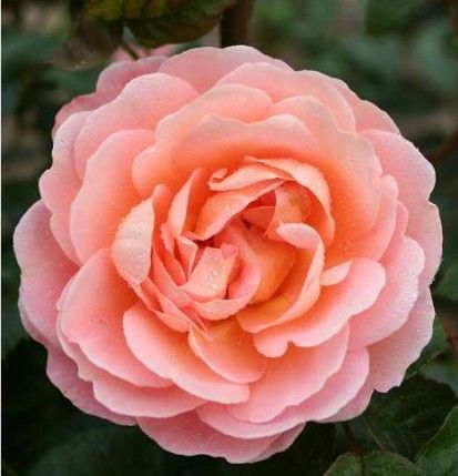 From far away rose, abrikosfarvet og lyserød storblomstret rose med stor fyldt blomst