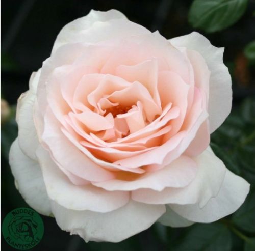 Fru Nørby rose, hvid storblomstret rose med stor fyldt blomst