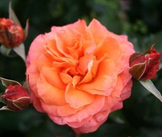 Gavnø rose