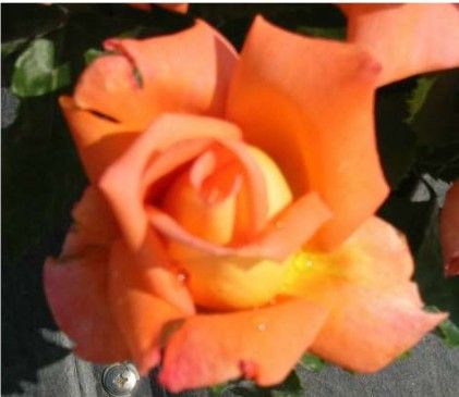 Victor Borge rose, ferskenfarvet storblomstret rose med stor fyldt blomst