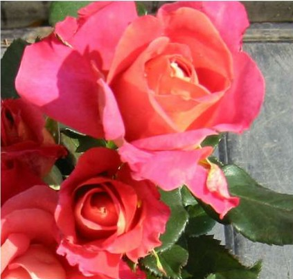 Thor Heyerdahl rose