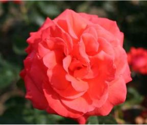 Super Star rose, lysende lakseorange storblomstret rose med stor fyldt blomst