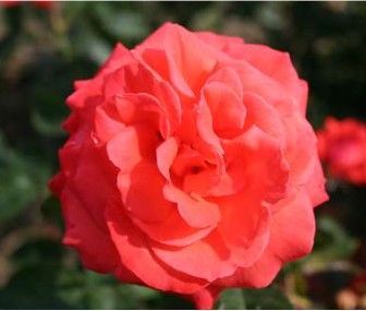 Super Star rose, lysende lakseorange storblomstret rose med stor fyldt blomst