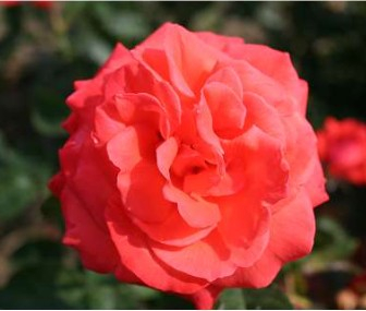 Super Star rose