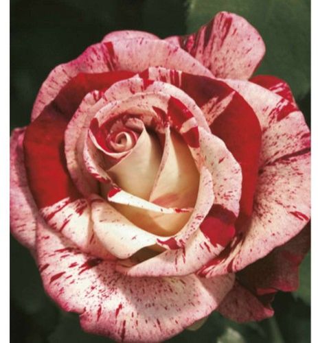 Rock and Roll rose, stribet rød og hvid storblomstret rose med stor fyldt blomst