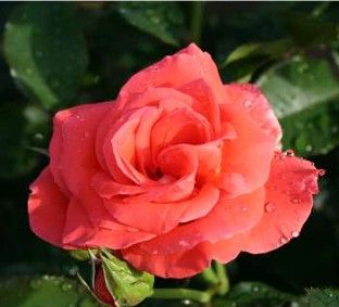 Prinsesse Marie rose, laksefarvet storblomstret rose med stor fyldt blomst