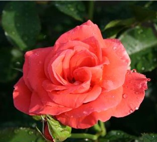 Prinsesse Marie rose
