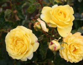 Peer Gynt rose, guldgul storblomstret rose med stor fyldt blomst