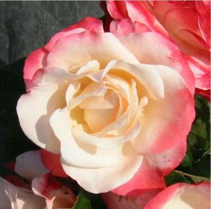 Nostalgie rose, cremehvid med kirsebærrøde kanter storblomstret rose med stor fyldt blomst