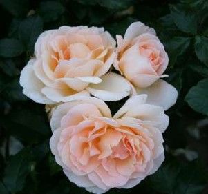 Morten Korch rose, varm rosa storblomstret rose med stor fyldt blomst