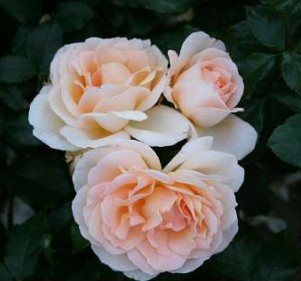 Morten Korch rose
