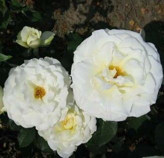 Memoire rose, ren hvid storblomstret rose med stor fyldt blomst