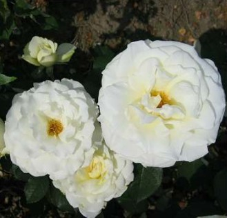 Memoire rose