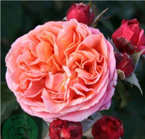 Mary Ann rose, abrikos med rosa skær storblomstret rose med stor fyldt blomst