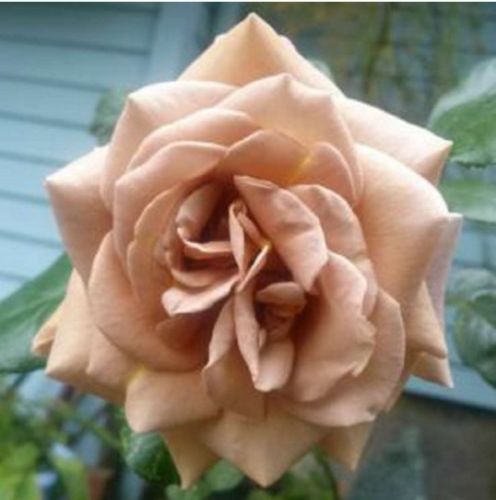 Koko Loko rose, mælkechokoladefarvet storblomstret rose med stor fyldt blomst