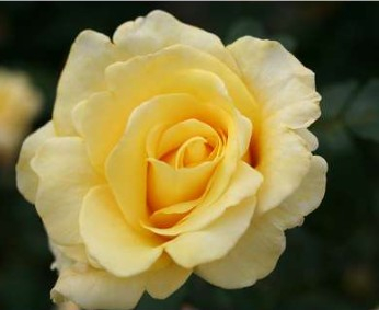 Kaj Munk rose