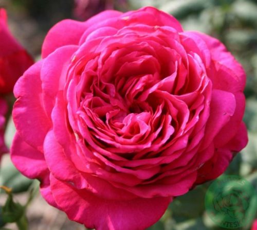 Johann Wolfgang von Goethe rose, dyb violet storblomstret rose med stor fyldt blomst