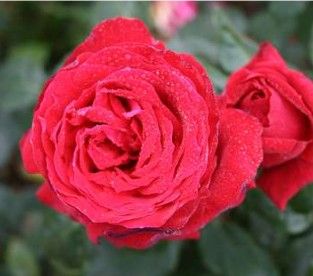Isabella Rossellini rose, mørkerød storblomstret rose med stor fyldt blomst