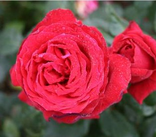 Isabella Rossellini rose