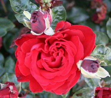 Ingrid Bergman rose
