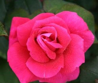 Hanne rose, mørkerød med karminrødt skær storblomstret rose med stor fyldt blomst
