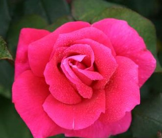 Hanne rose