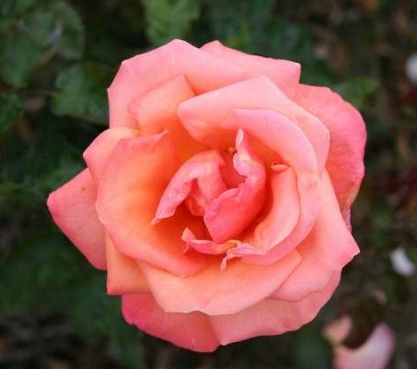 Troika rose, rødgul til bronzegul storblomstret rose med stor fyldt blomst