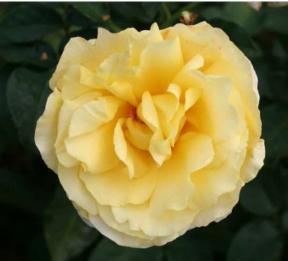 Tivoli 150 rose