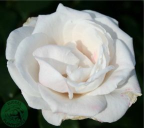 Royal Copenhagen rose, delikat porcelæns-lyserød storblomstret rose med stor fyldt blomst