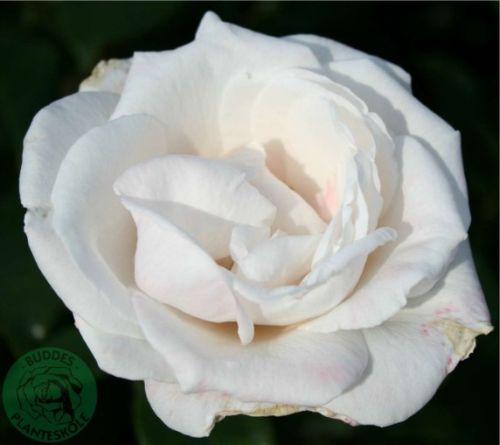 Royal Copenhagen rose, delikat porcelæns-lyserød storblomstret rose med stor fyldt blomst