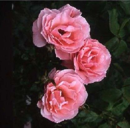 Queen Elizabeth rose, blød lyserød storblomstret rose med stor fyldt blomst
