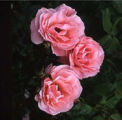 Queen Elizabeth rose
