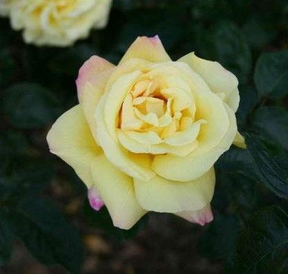 Peace rose, blødt gul med rosa anstrøg storblomstret rose med stor fyldt blomst