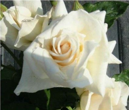 Pascali rose, ren hvid storblomstret rose med stor fyldt blomst
